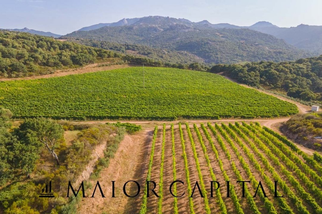 Para venda terreno in zona tranquila Sant´Antonio di Gallura Sardegna foto 11