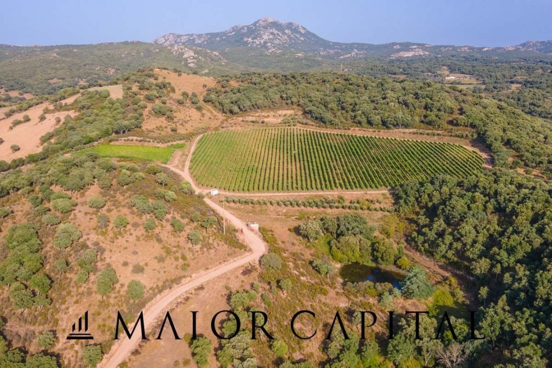 A vendre terre in zone tranquille Sant´Antonio di Gallura Sardegna foto 23