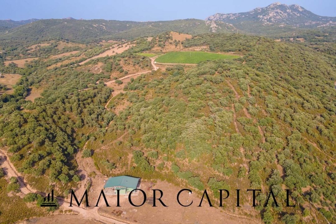 A vendre terre in zone tranquille Sant´Antonio di Gallura Sardegna foto 27