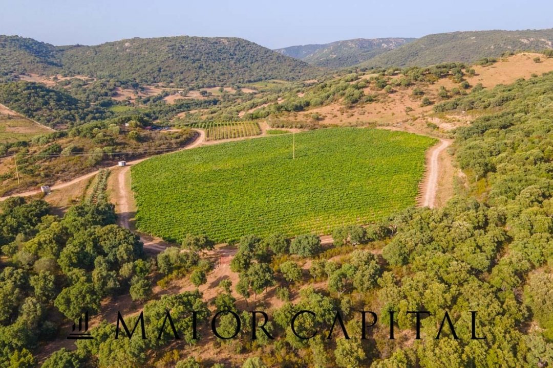 Se vende terreno in zona tranquila Sant´Antonio di Gallura Sardegna foto 7