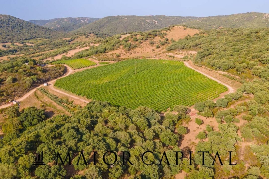 A vendre terre in zone tranquille Sant´Antonio di Gallura Sardegna foto 8