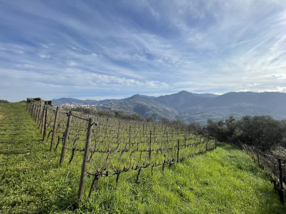 Para venda terreno in zona tranquila Perinaldo Liguria foto 21