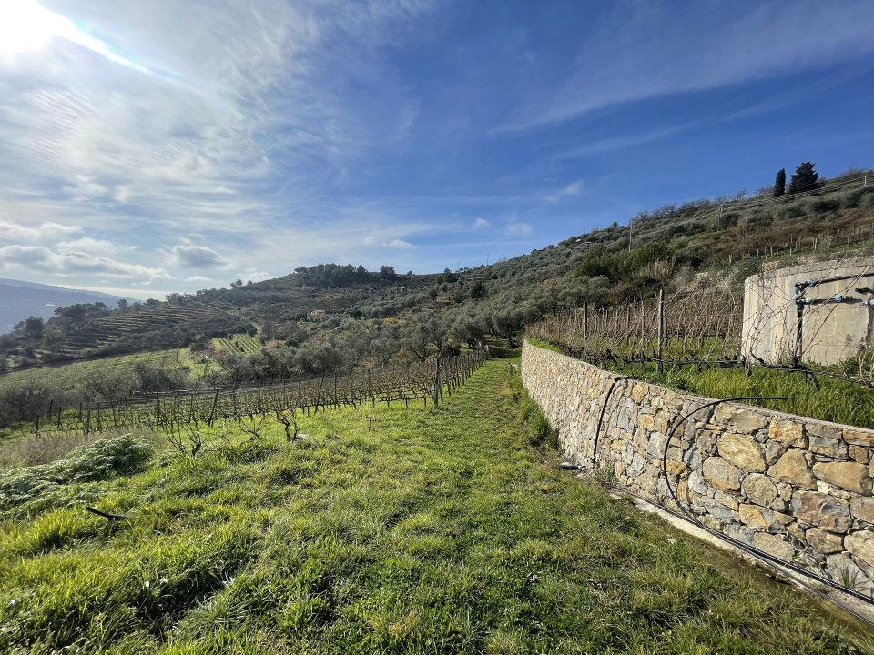 Para venda terreno in zona tranquila Perinaldo Liguria foto 7