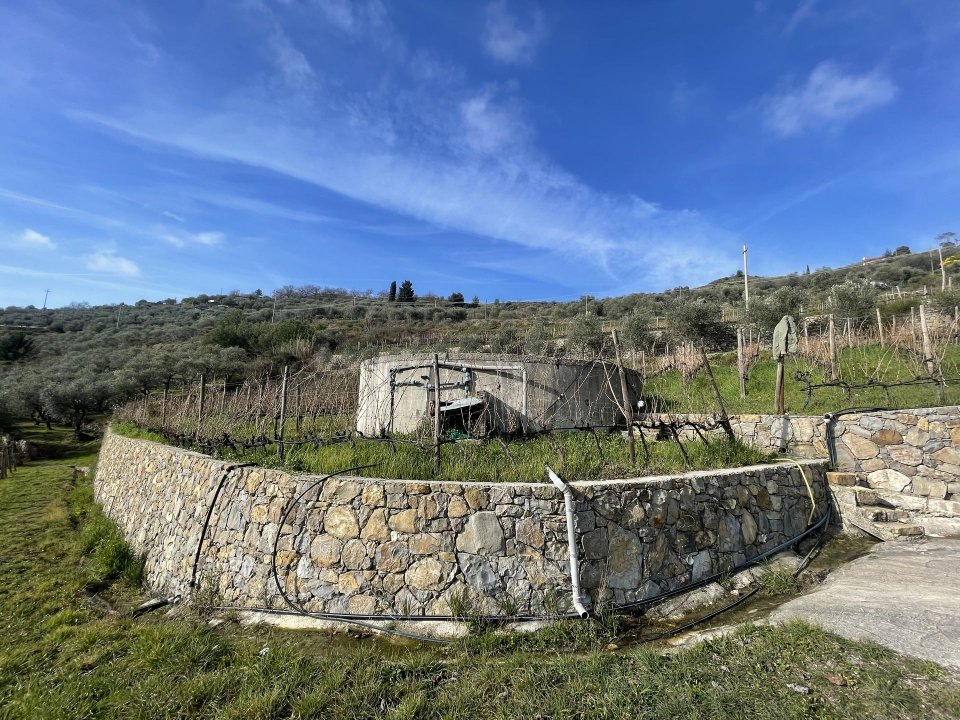 Se vende terreno in zona tranquila Perinaldo Liguria foto 6