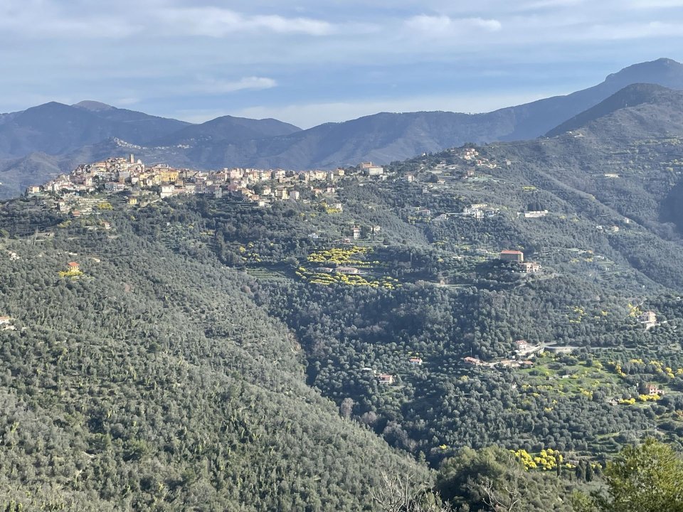 Se vende terreno in zona tranquila Perinaldo Liguria foto 37