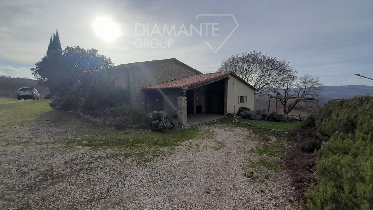 A vendre terre in zone tranquille Scansano Toscana foto 5