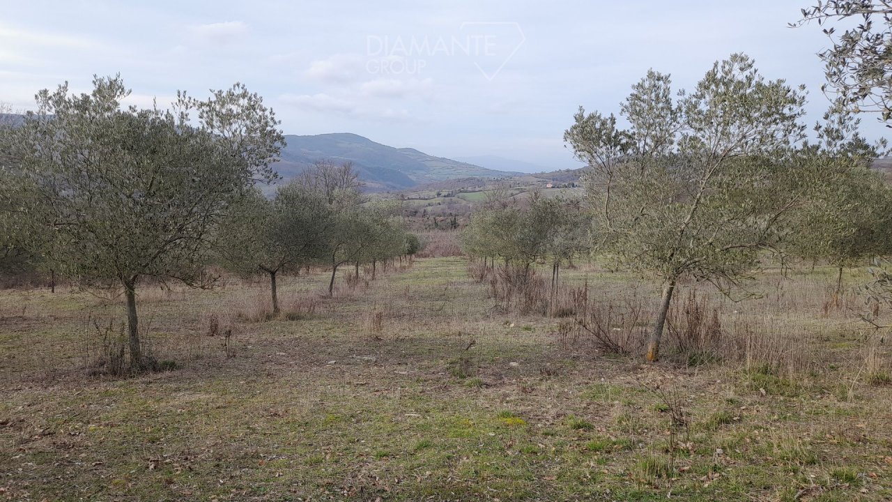 A vendre terre in zone tranquille Scansano Toscana foto 10