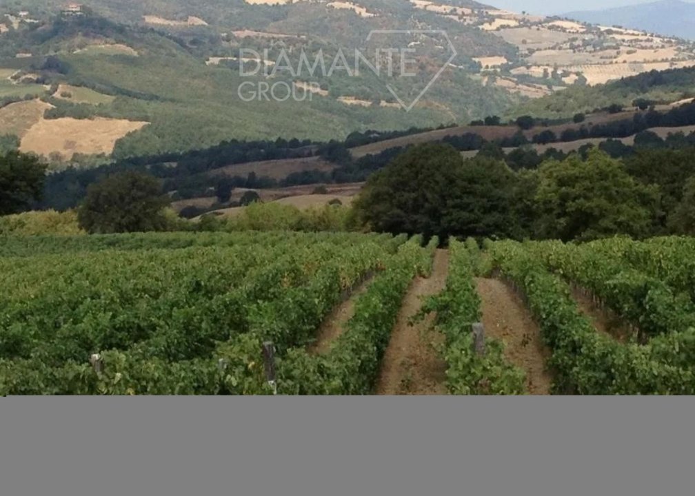 A vendre terre in zone tranquille Scansano Toscana foto 20