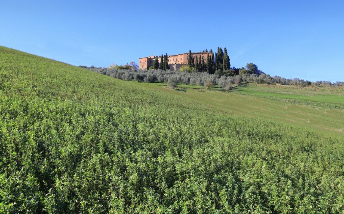 A vendre château in zone tranquille Montalcino Toscana foto 20